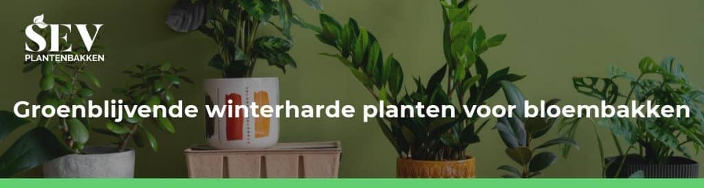 groenblijvende winterharde planten bloembak