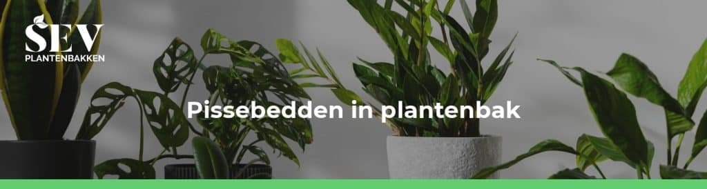pissebedden plantenbakken