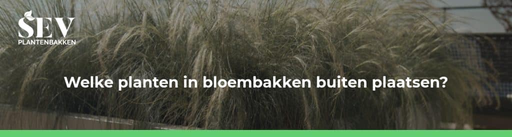 Welke planten in bloembakken buiten plaatsen?