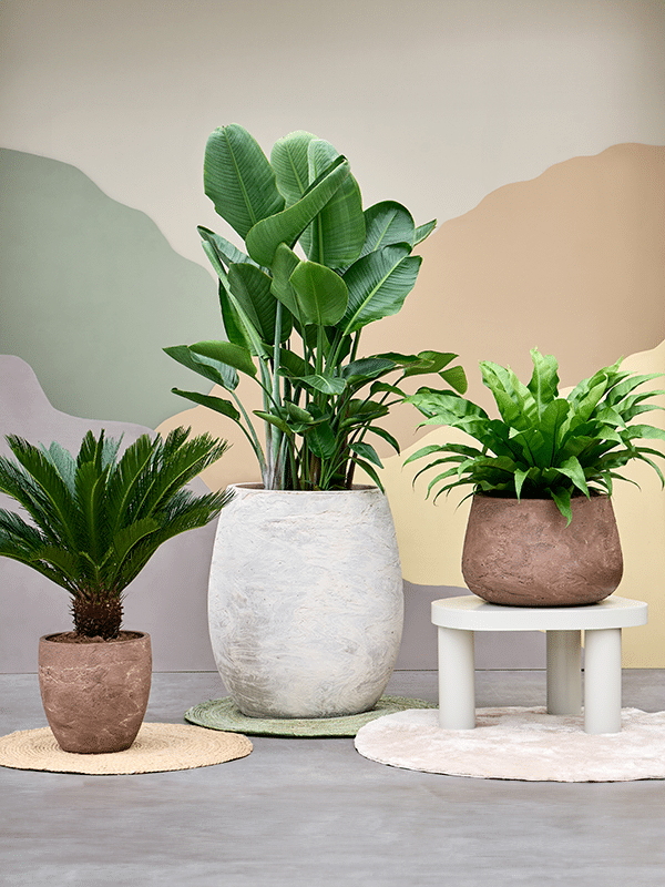 SEV Baq Algar Plantenbak - Darcy White