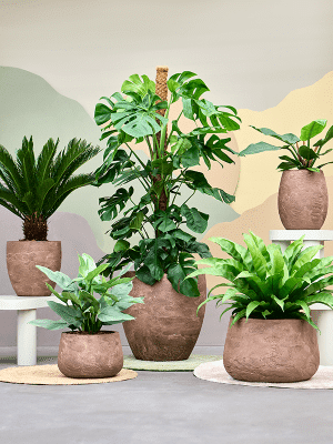 SEV Baq Algar Plantenbak - Darcy Brown