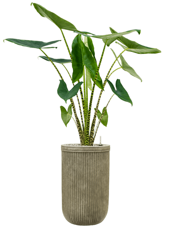 SEV Baq Vertical Rib Plantenbak - Cylinder Green