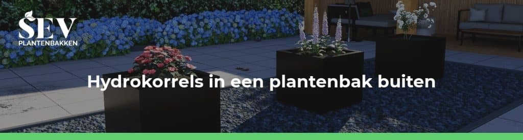 hydrokorrels in plantenbak buiten