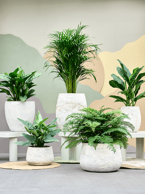 SEV Baq Algar Plantenbak - Balloon White