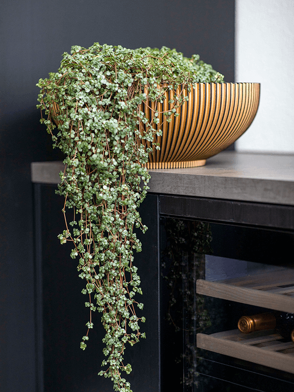 Capi Nature Groove Plantenbak - Schaal Zwart Goud