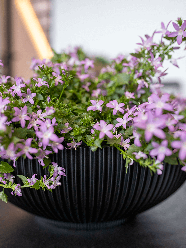 Capi Nature Groove Plantenbak - Schaal Intens Zwart