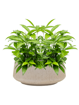 SEV Baq Raindrop Plantenbak - Bowl Beige