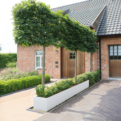 SEV Plantenbak 400x50x50